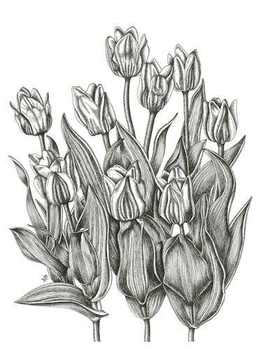 Tulip Cluster - Lucy Francis