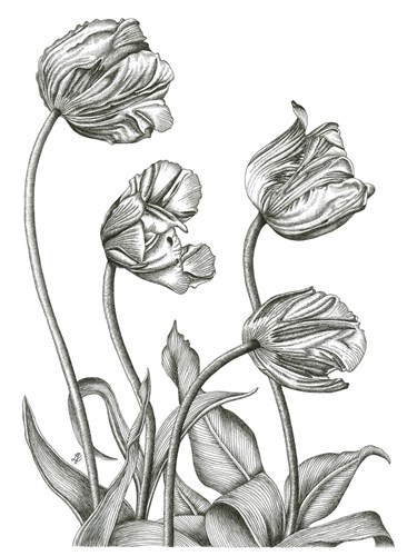Tulip Array - Lucy Francis