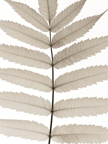 Lush Leaves - Assaf Frank