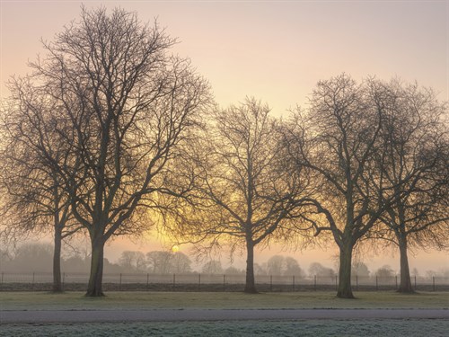 Morning Fade - Assaf Frank