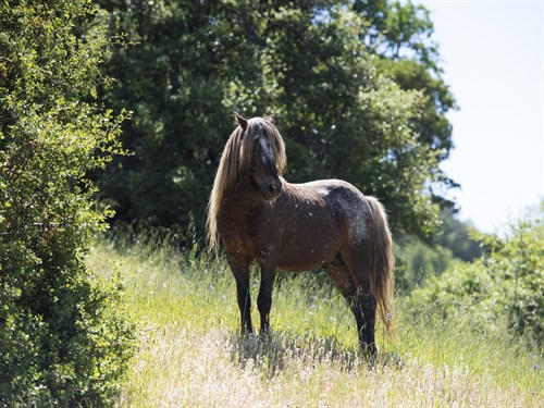 Lone Stallion - Gaetan Caron