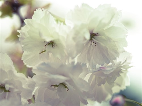 Floral Flourish - Assaf Frank