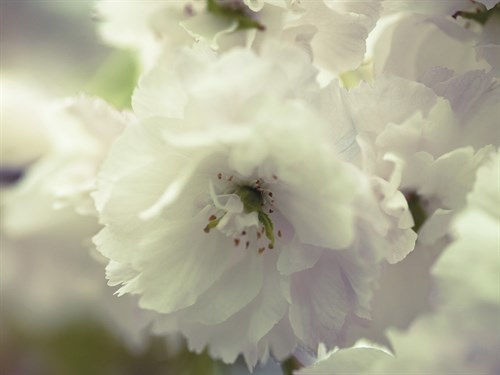 Floral Flaunt - Assaf Frank