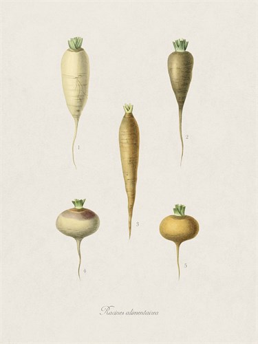 Racines Alimentairea - The Vintage Collection