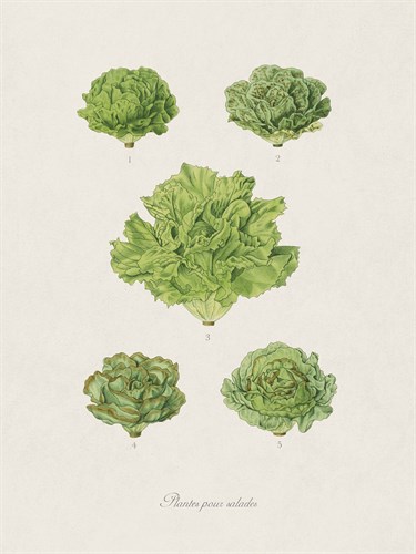 Plantes Pour Salades - The Vintage Collection
