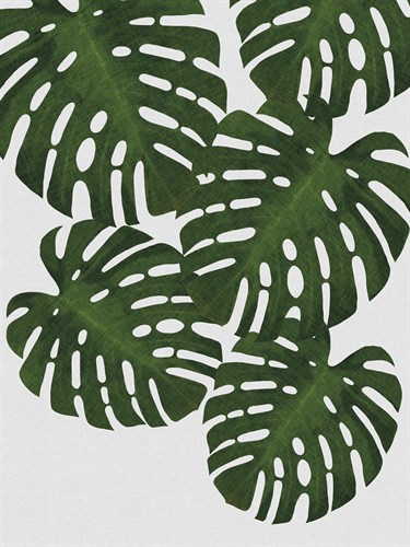 Urban Tropical - Monstera - Dana Shek