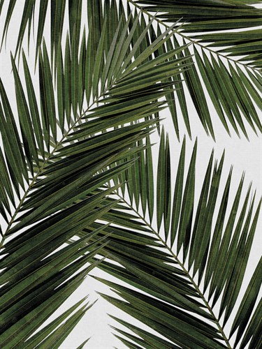 Urban Tropical - Palm - Dana Shek