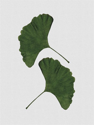 Ginkgo Duet - Dana Shek