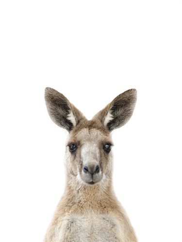 Kangaroo Friend - Marco Simoni