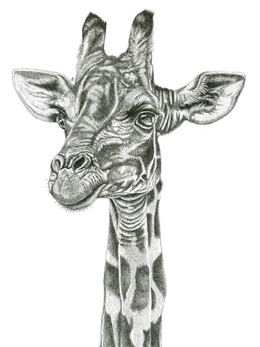 Giraffe Portrait - Lucy Francis