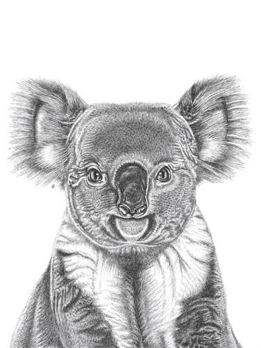 Koala Portrait - Lucy Francis