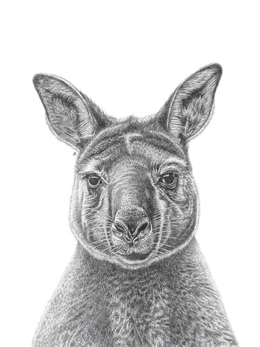 Kangaroo Portrait - Lucy Francis
