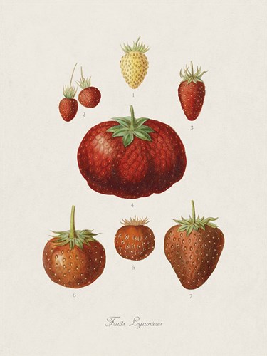 Fruits Legumieres - The Vintage Collection