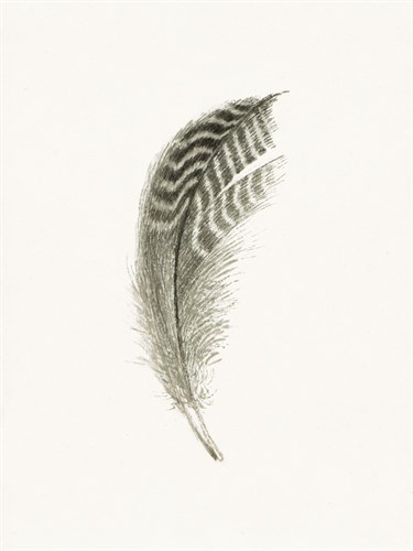 Quavering Quill - Pure - The Vintage Collection
