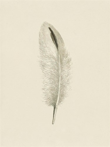 Plush Plume - The Vintage Collection