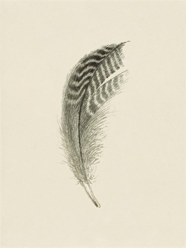 Quavering Quill - The Vintage Collection