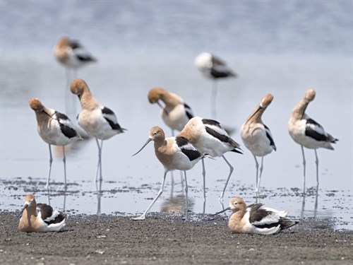 Gathering Flock - Wink Gaines