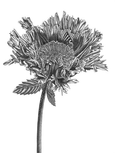 Simple Floral - Grow - Lucy Francis