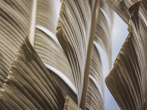 Palm Focus - Florian Schleinig