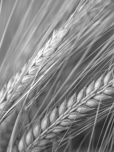 Field Focus - Assaf Frank