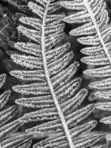 Frosty Focus - Assaf Frank