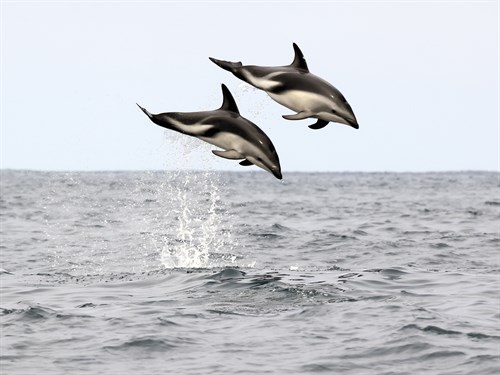 Harmonize - Splash - Nathan Secker