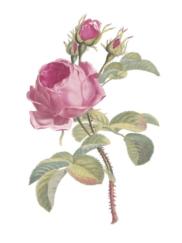 Fragrant Rose - The Vintage Collection