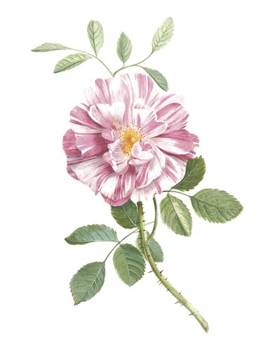 Perfumed Bloom - The Vintage Collection