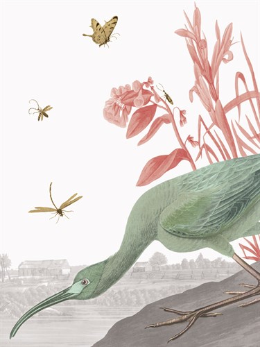 The Glossy Ibis - Tropical - Eccentric Accents