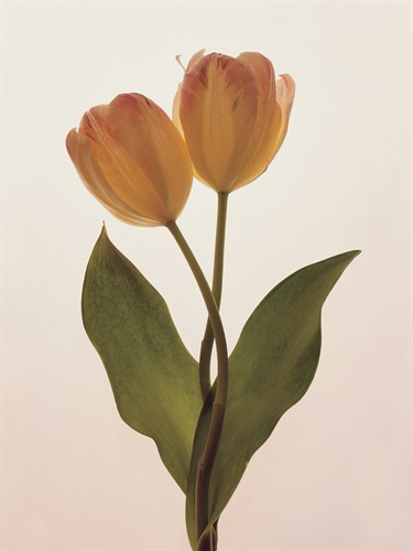 Transparent Beauty II - Katja Marzahn
