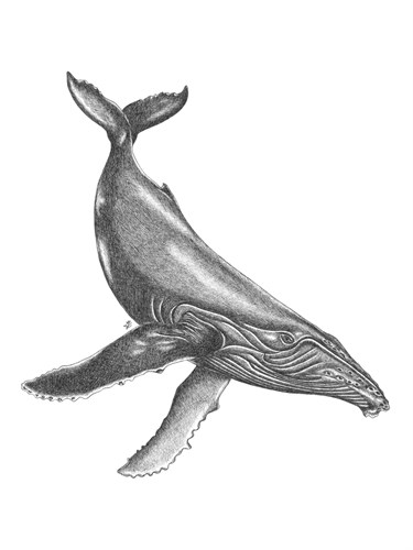 Under The Sea - Whale - Lucy Francis