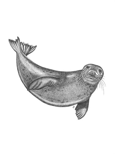 Under The Sea - Seal - Lucy Francis