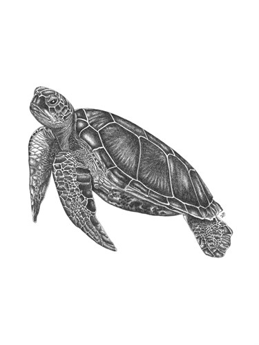 Under The Sea - Turtle - Lucy Francis