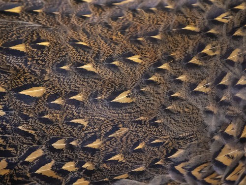 Feather Flutter - Dart - Wild Wonders of China