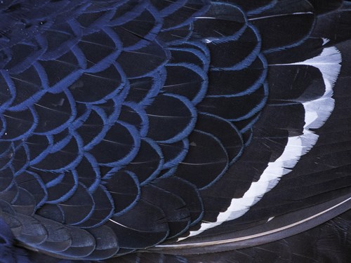 Feather Flicker - Sprint - Wild Wonders of China
