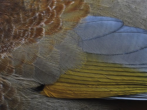 Feather Flicker - Still - Wild Wonders of China