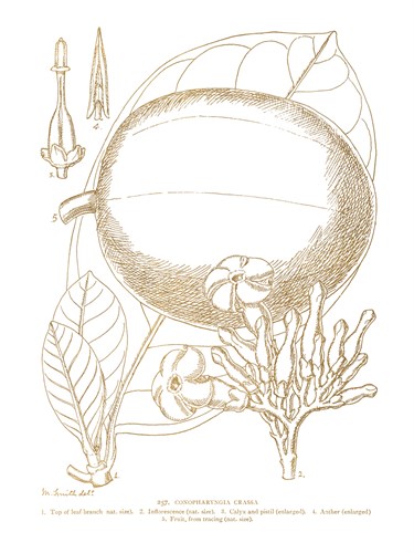 Conopharyngia Crassa - Maria Mendez