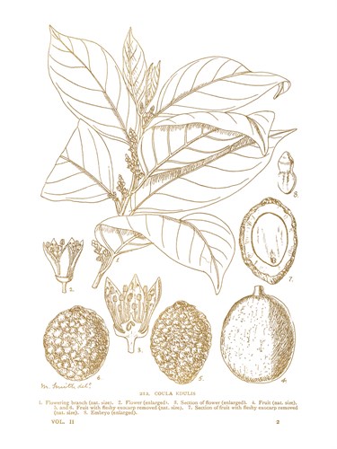 Coula Edulis - Maria Mendez