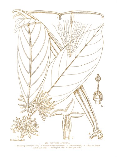 Funtumia Africana - Maria Mendez