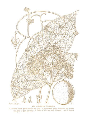 Landolphia Owariensis - Maria Mendez