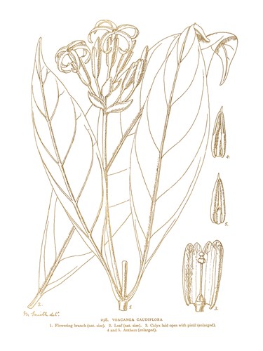 Voacanga Caudiflora - Maria Mendez