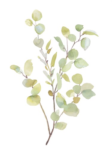 Foliage Spray - Grow - Sandra Jacobs