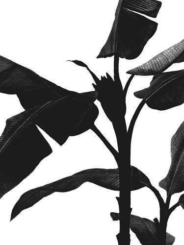 Musa Coccinea - Noir - Pierre Joseph Redoute