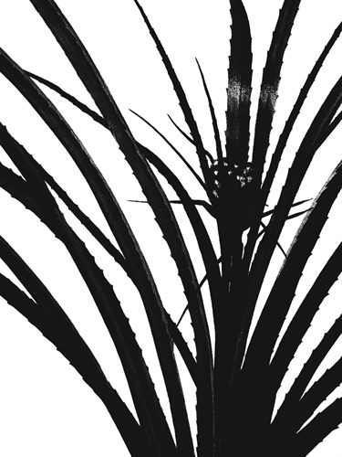 Bromelia Karatas - Noir - Pierre Joseph Redoute
