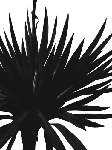 Yucca Gloriosa - Noir - Pierre Joseph Redoute
