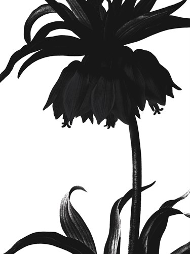 Fritillaria Imperialis - Noir - Pierre Joseph Redoute