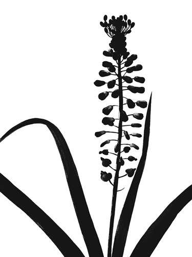 Muscari Comosum - Noir - Pierre Joseph Redoute
