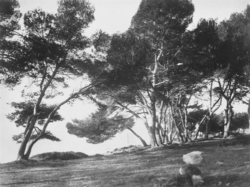 Cannes, Ile Saint Honorat, c.1899-1927 - Eugene Atget