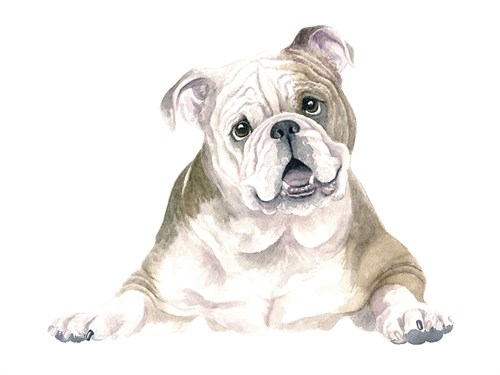 Bruno The Bulldog - Janie Howe