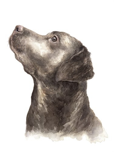 Layla The Labrador - Janie Howe